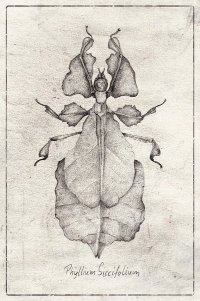 Phyllium Siccifolium von Mike Koubou