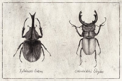 Xylotrupes Gideon Odontolabis Elegans von Mike Koubou