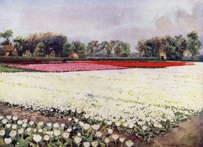 Hier sind Tulpen für dich, weiße, für die Hochzeit oder das Begräbnis von Mima Nixon