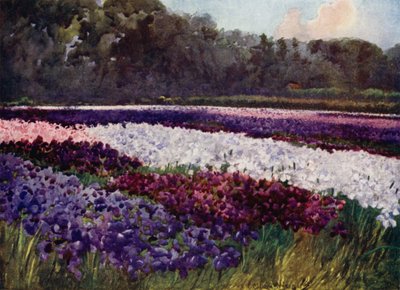 "In smaragdgrünen Büscheln, Blumen lila, blau und weiß, wie Saphir, Perle und reiche Stickerei" von Mima Nixon