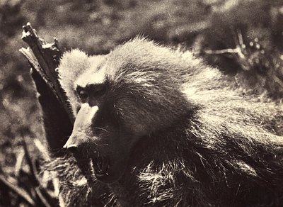 „Ein Imperium aufbauen“ im faschistischen Zeitalter: ein Affe, 09/05/1936 von Modestino Baldinetti