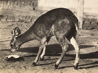 Ein Antilope, 09/05/1936 von Modestino Baldinetti