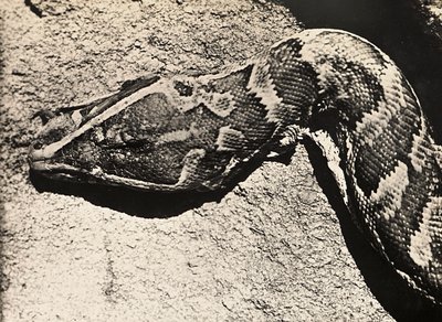 „Ein Imperium aufbauen“ im faschistischen Zeitalter: Kopf einer Python, 09.05.1936 von Modestino Baldinetti