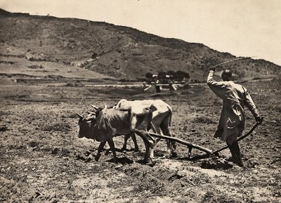Pflügen auf dem Altopiano, 09/05/1936 von Modestino Baldinetti