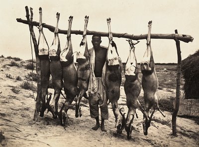 Einige gefangene Hirsche, 09/05/1936 von Modestino Baldinetti