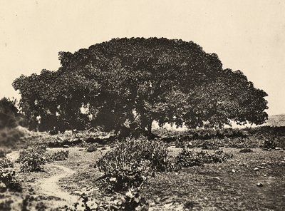 „Ein Imperium aufbauen“ im faschistischen Zeitalter: der „Sicomoro“, Gerichtshof italienischer Gefangener 1896 in Adua, 09/05/1936 von Modestino Baldinetti
