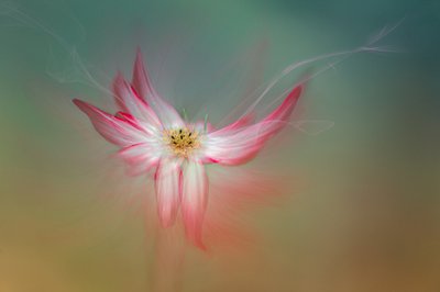 Ätherische Rosa Blume von Molly Fu APA