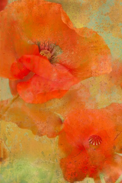 Lebendige orange Mohnblumen von Monique van Velzen