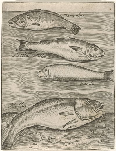 Studienblatt mit vier Fischen von Monogrammist P+P