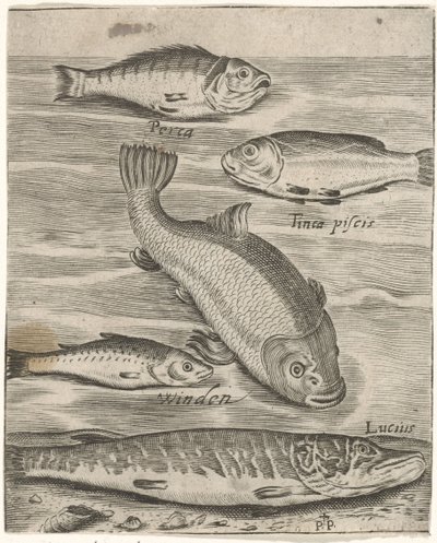 Studienblatt mit fünf Fischen (Piscium vivae icones) von Monogrammist P+P
