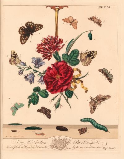 Winkelfleckmotte, Phlogophora meticulosa, Eichenspinner, Watsonalla binaria, Mutter Shipton-Motte, Callistege mi, Speckled Wood Schmetterling, Pararge aegeria, Gebänderter Haken, Watsonalla cultraria, Braune China-Marke, Elophila nymphaeata, und Maid of Ho von Moses Harris