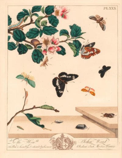 Achtfleckmotte, Diloba caeruleocephala, Weißer Admiral, Limenitis arthemis, Schornsteinfeger, Odezia atrata, Rote Bögenmotte, Callimorpha miniata, Braune Federflügelmotte, Pterophorus pterodactylus, Seltene Silberlinien, Bena bicolorana, und Schnauzenmotte von Moses Harris