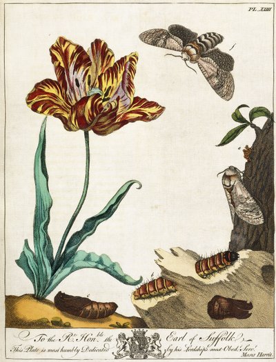 Lebenszyklus einer Motte, Tafel 23, aus "The Aurelian, or Natural History of English Insects", 1778 von Moses Harris