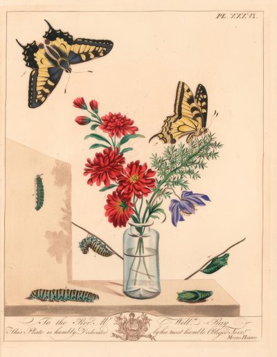 Schwalbenschwanz, Papilio machaon. Handkolorierte Lithographie nach einer Illustration von Moses Harris