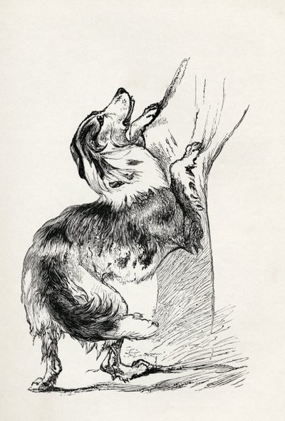 Mischlings-Schäferhund, der seinen Herrn liebkost, aus Charles Darwins 