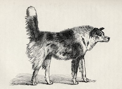 Halbblut-Schäferhund mit feindlichen Absichten, aus Charles Darwins 