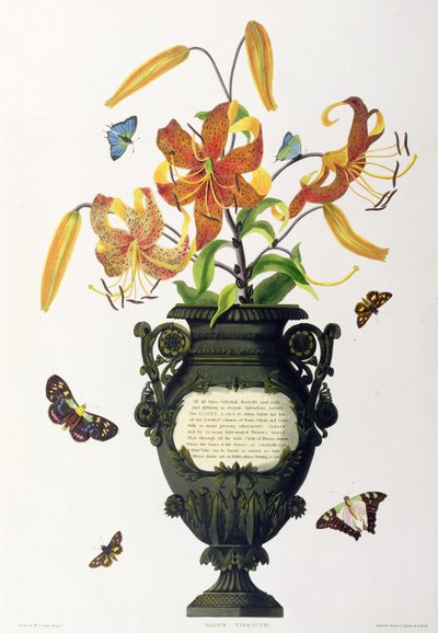 Lilium tigrinum (Tigerlilie), aus 