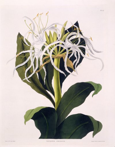 Pancratium Speciosum, Tafel 47 aus 