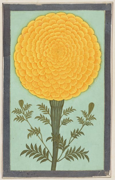 Eine Ringelblume, aus dem Small Clive Album von Mughal School