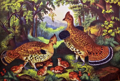 Die glückliche Familie, Raufußhühner und Junge von N. and Ives, J.M. Currier