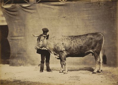 Garonnaise Kuh, 5 bis 6 Jahre alt, 1856 von Nadar Jeune (1825 1903)