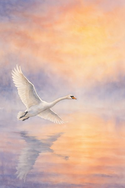 Majestätischer Schwan Spiegelung von Natalie Bruns