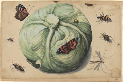 Kohlkopf mit Insekten von Netherlandish 17th Century