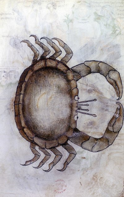 Sloane 3983 f.14v, Ein Krebs, Sternzeichen Krebs von Netherlandish School