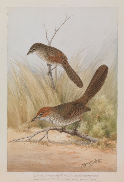 Langschnabel-Lackvogel von Neville William Cayley