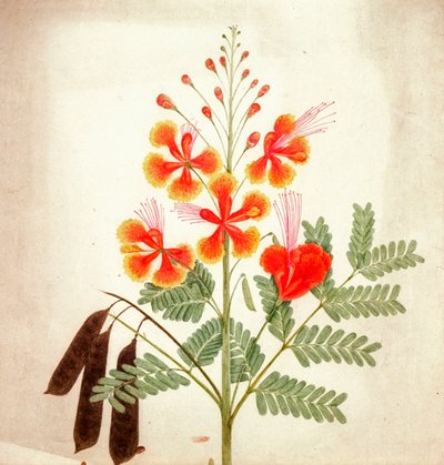Blumenstudie, ca. 1840 von Nicholas Tomlinson