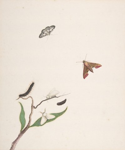 Eine Raupe und zwei Motten auf einem Ast und zwei Schmetterlinge von Nicolaas Struyk