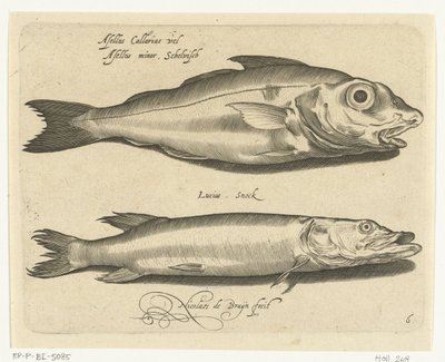 Schellfisch und Hecht von Nicolaes de Bruyn