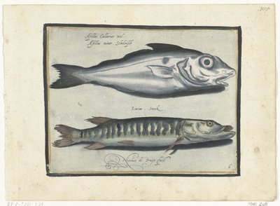 Schellfisch und Hecht von Nicolaes de Bruyn