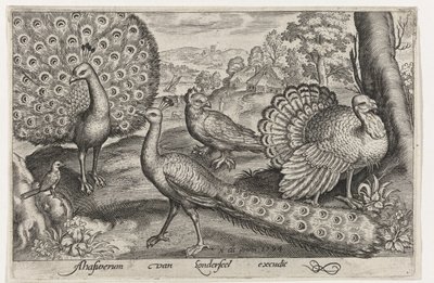 Zwei Pfauen und ein Truthahn von Nicolaes de Bruyn