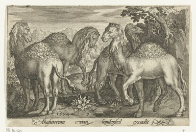 Vier Dromedare von Nicolaes de Bruyn