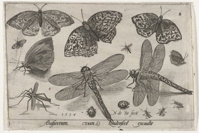 Schmetterlinge und Libellen von Nicolaes de Bruyn