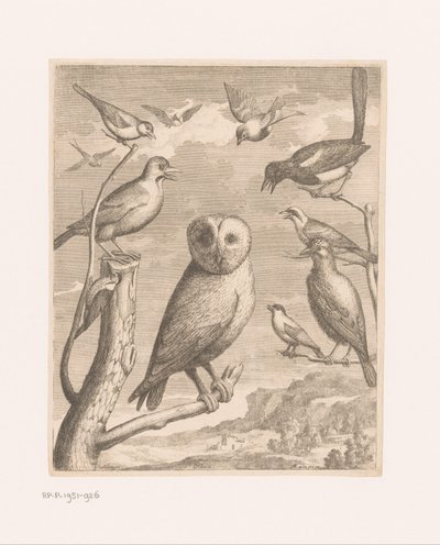 Eule und andere Vögel von Nicolas Robert (possibly)