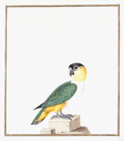 Schwarzhaubenpapagei von Nicolas Robert
