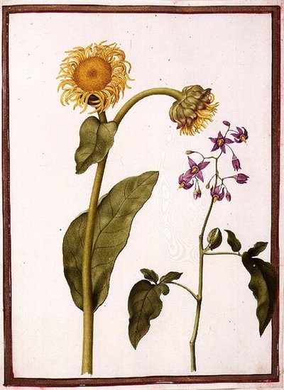PD.109-1973.f11 (LtoR) Inula Helenium Decampanr und Solanum dulcamara (Bittersüß) von Nicolas Robert