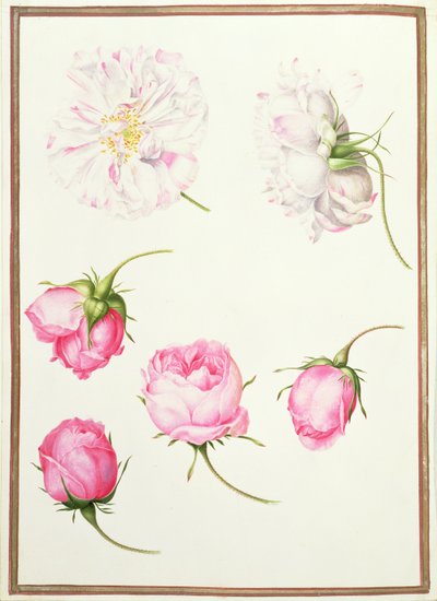 Sechs Köpfe altertümlicher Rosen von Nicolas Robert