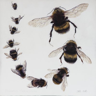 Bombus, 2015 von Odile Kidd