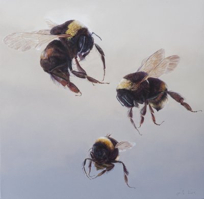 Bombus Flug 1, 2011 von Odile Kidd