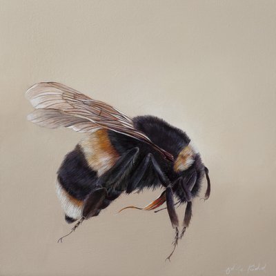 Bombus terrestris 8 von Odile Kidd