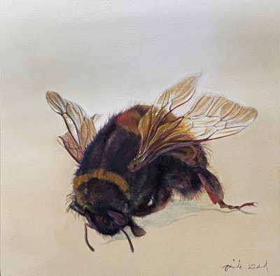Bombus terrestris 10, 2013 von Odile Kidd
