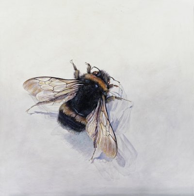 Bombus terrestris 11 von Odile Kidd