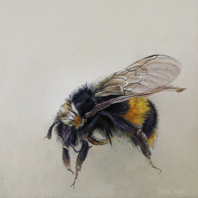 Bombus terrestris 1 (a), 2008 von Odile Kidd