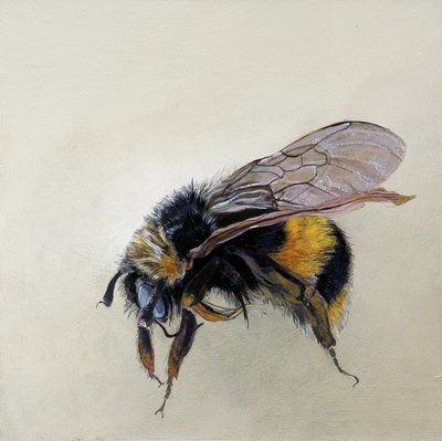 Bombus terrestris 1 (b), 2008 von Odile Kidd