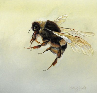 Bombus terrestris 4, 2011 von Odile Kidd