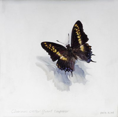 Charaxes castor, Riesenkaiser, 2014 von Odile Kidd
