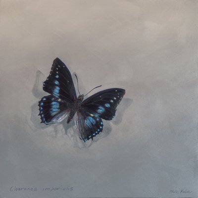 Charaxes imperialis 1 (a), 2014 von Odile Kidd